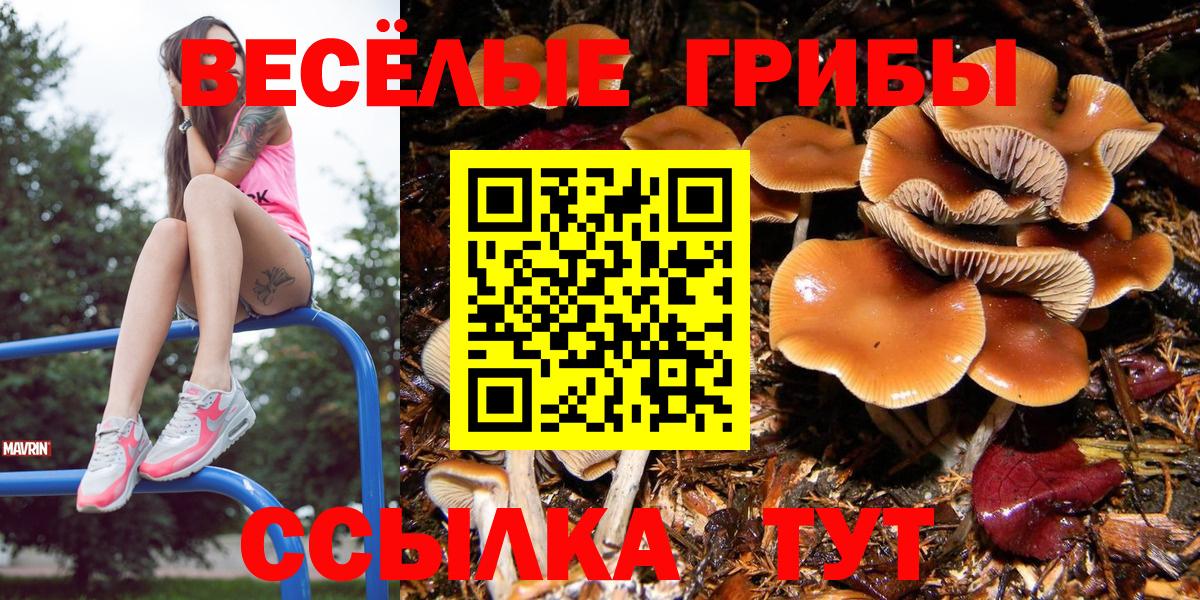 Сунжа  Галлюциногенные грибы Psilocybe  Галлюциногенные грибы мухоморы  Вход с VPN 
